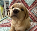 Small Photo #17 Labrador Retriever Puppy For Sale in SPOTSYLVANIA, VA, USA