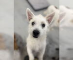 Small #2 Mutt