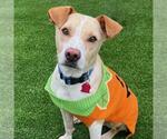 Small #1 Labrador Retriever Mix