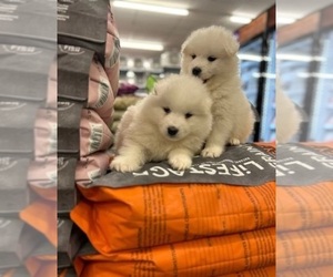 Samoyed Puppy for sale in LONG BEACH, CA, USA