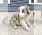 Small #10 Australian Shepherd
