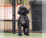 Small Photo #7 Mutt Puppy For Sale in San Diego, CA, USA