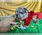Small Photo #35 French Bulldog Puppy For Sale in HAYWARD, CA, USA