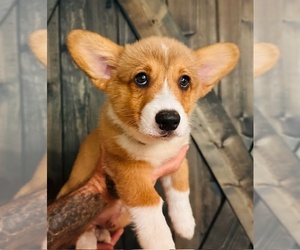 American Corgi Puppy for Sale in INGLIS, Florida USA