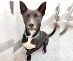 Small #1 German Shepherd Dog Mix