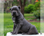 Small #2 Cane Corso