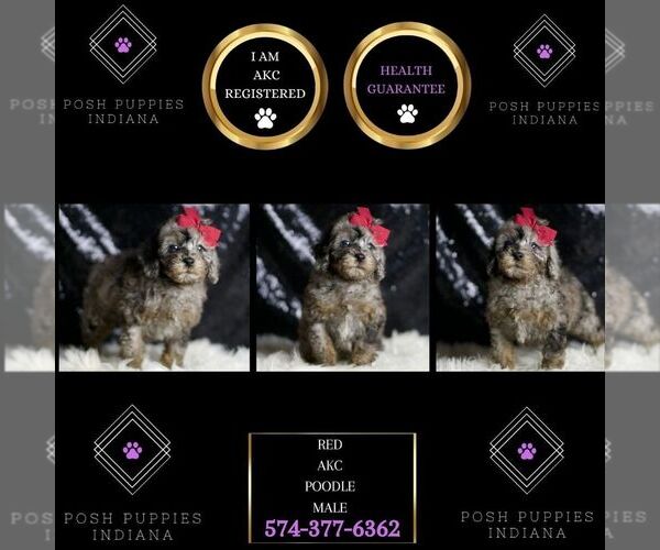 Medium Photo #39 Poodle (Miniature) Puppy For Sale in WARSAW, IN, USA