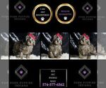 Small Photo #39 Poodle (Miniature) Puppy For Sale in WARSAW, IN, USA