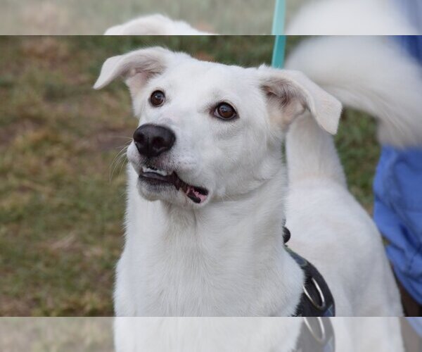 Medium Photo #3 Canaan Dog-Huskies  Mix Puppy For Sale in Anniston, AL, USA