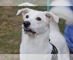 Small #2 Canaan Dog-Huskies  Mix