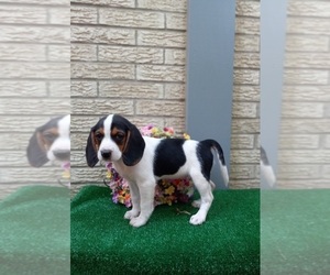 Beagle Puppy for sale in CARTHAGE, TX, USA