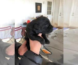 Labrador Retriever Puppy for sale in EUPORA, MS, USA