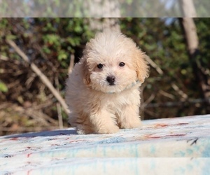 Poodle (Miniature) Puppy for sale in DYERSBURG, TN, USA
