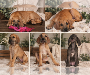 Great Dane Puppy for Sale in MESA, Arizona USA