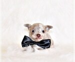 Small Photo #7 Chihuahua Puppy For Sale in CHARLESTON, AR, USA