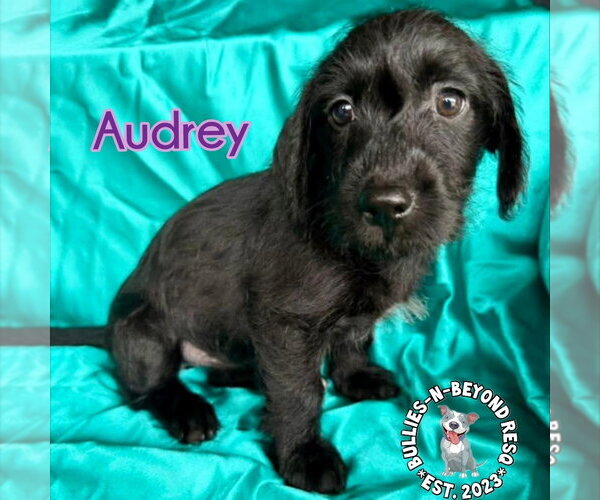 Medium Photo #2 Mutt Puppy For Sale in Omaha, NE, USA