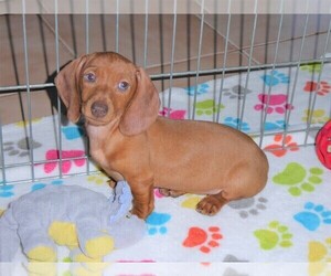 Dachshund Puppy for sale in ORO VALLEY, AZ, USA