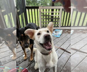 Labrador Retriever-Unknown Mix Dogs for adoption in Garner, NC, USA