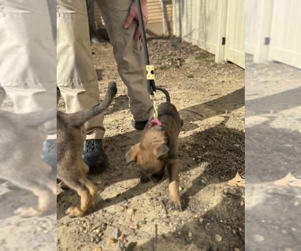 Medium Photo #18 German Malinois Puppy For Sale in GARLAND, NC, USA