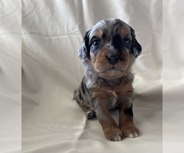 Medium Photo #2 Miniature Bernedoodle Puppy For Sale in BLOOMINGTON, IL, USA