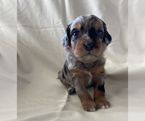 Medium Miniature Bernedoodle