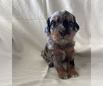 Puppy 1 Miniature Bernedoodle