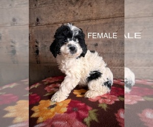 Cockapoo Puppy for sale in VERMONTVILLE, MI, USA