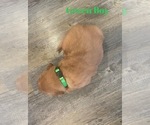 Small Photo #12 Golden Retriever Puppy For Sale in GIRARD, KS, USA