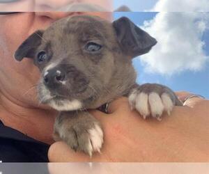 Catahoula Leopard Dog-Unknown Mix Dogs for adoption in Corpus Christi, TX, USA