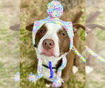 Small #38 American Pit Bull Terrier-Labrador Retriever Mix