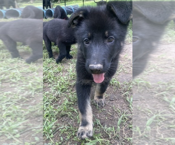 Medium Photo #27 German Shepherd Dog Puppy For Sale in WEST POINT, VA, USA