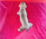 Small #4 American Bully