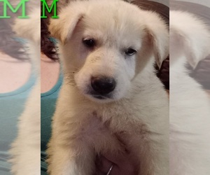 German Shepherd Dog Puppy for sale in WINGO, KY, USA