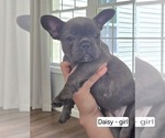 Puppy Puppy 6 Daisy French Bulldog