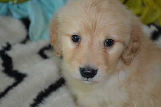 Golden Retriever Puppy for sale in MARSHFIELD, MO, USA