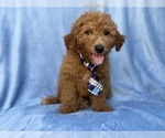 Dash - Male Goldendoodle (Miniature) Puppy for Sale - Small photo