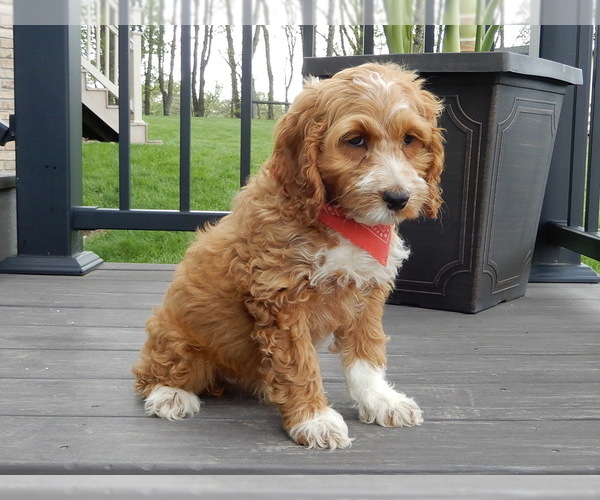 Medium Photo #6 Cockapoo Puppy For Sale in MILLERSBURG, OH, USA