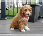 Small #5 Cockapoo