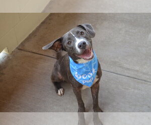 Mutt Dogs for adoption in McKinney, TX, USA