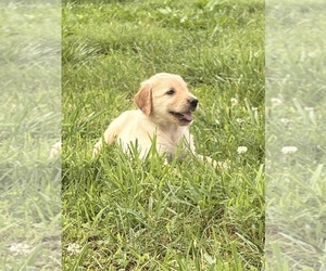 Golden Retriever Puppy for sale in CUB RUN, KY, USA