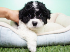 Small Photo #3 Shih-Poo Puppy For Sale in LA MIRADA, CA, USA