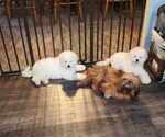 Small Photo #8 Bichon Frise Puppy For Sale in WAYLAND, MI, USA