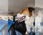 Small #1 Border Collie