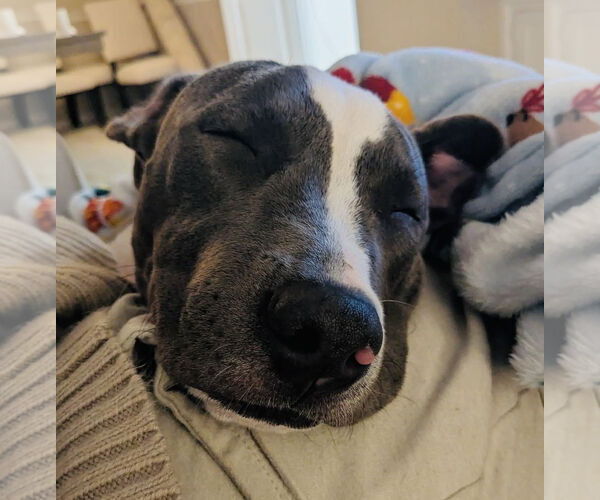 Medium Photo #5 American Pit Bull Terrier-Unknown Mix Puppy For Sale in Germantown, OH, USA