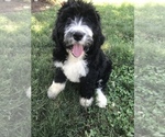 Small Photo #34 Bernedoodle Puppy For Sale in BOWLING GREEN, KY, USA