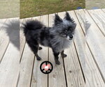 Small #3 Pomeranian