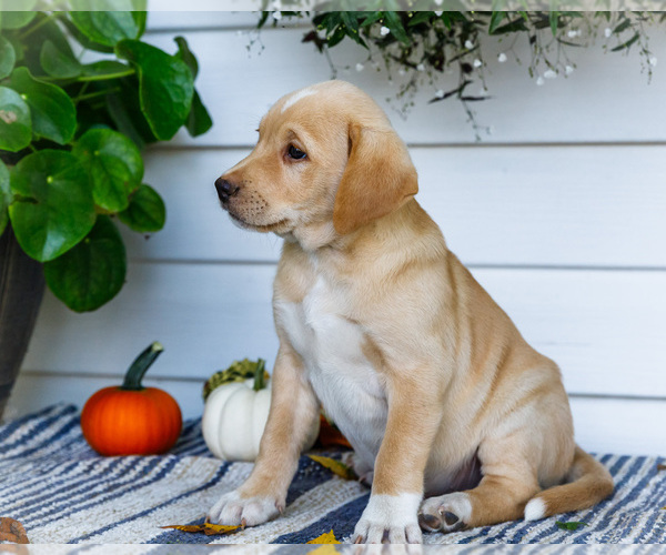 Medium Photo #8 Golden Retriever-Jack Russell Terrier Mix Puppy For Sale in WAKARUSA, IN, USA