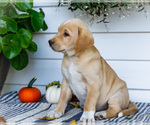 Small #7 Golden Retriever-Jack Russell Terrier Mix