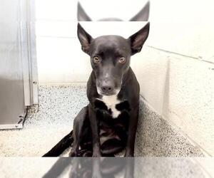A662176 - Female Australian Kelpie-Unknown Mix Dog for Adoption - Photo #2