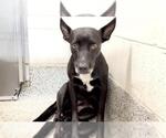 Small Photo #2 Australian Kelpie-Unknown Mix Puppy For Sale in Houston, TX, USA